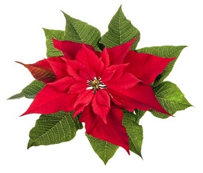 poinsettia